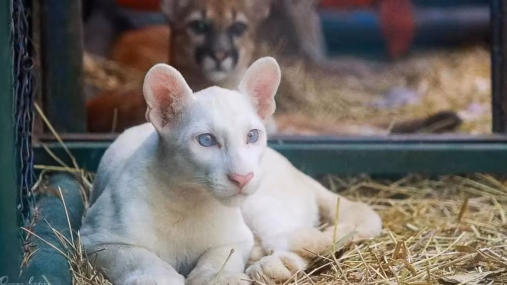 Menelusuri Jejak Puma Putih Pertama di Dunia