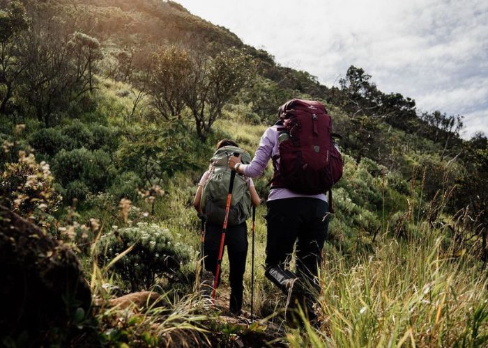 Singa Gunung: Antara Pesona Alam dan Ancaman di Jalur Mendaki