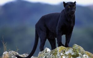 Panther: Antara Mitos Kucing Hitam dan Realita di Alam Liar