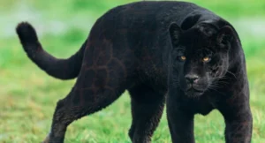 panther-vs-puma-inilah-5-perbedaan-utamanya