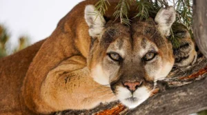 Upaya Panthera Selamatkan Populasi Puma Liar