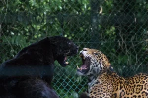 panther-vs-puma-inilah-5-perbedaan-utamanya