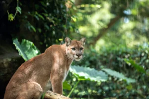 9-fakta-unik-singa-gunung-sang-penguasa-sunyi-amerika