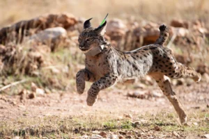 puma-dan-lynx-dua-kucing-liar-dengan-habitat-berbeda