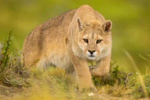 puma-dan-lynx-dua-kucing-liar-dengan-habitat-berbeda