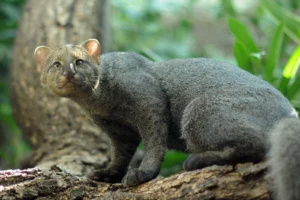 menyingkap-hubungan-jaguarundi-dan-sang-singa-gunung