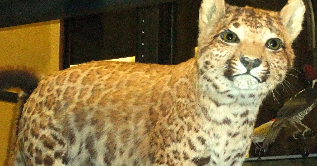 sejarah-pumapard-eksperimen-kucing-hibrida-di-abad-ke-19