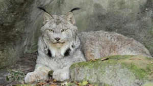 puma-dan-lynx-dua-kucing-liar-dengan-habitat-berbeda