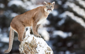 9-kucing-terbesar-di-bumi-di-mana-posisi-singa-gunung