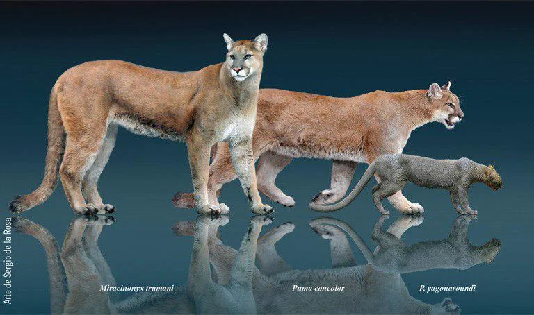 menyingkap-hubungan-jaguarundi-dan-sang-singa-gunung