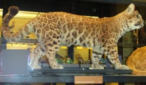 sejarah-pumapard-eksperimen-kucing-hibrida-di-abad-ke-19