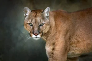 9-kucing-terbesar-di-bumi-di-mana-posisi-singa-gunung