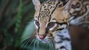 predator-di-hutan-amerika-persilangan-jalur-ocelot-dan-puma