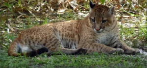 predator-di-hutan-amerika-persilangan-jalur-ocelot-dan-puma