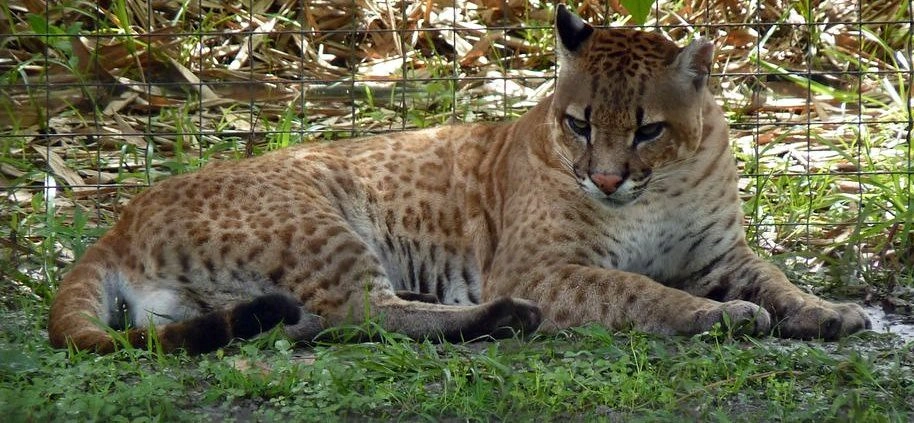 predator-di-hutan-amerika-persilangan-jalur-ocelot-dan-puma