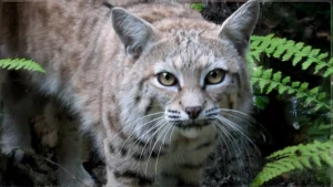 beda-gaya-berburu-caracal-bobcat-dan-sang-puma