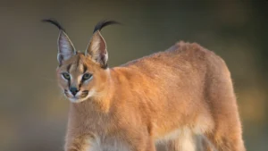 beda-gaya-berburu-caracal-bobcat-dan-sang-puma