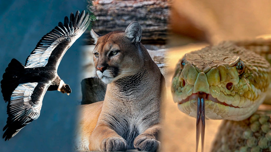 trilogi-suci-inca-filosofi-puma-ular-dan-kondor