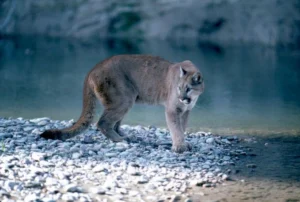 siklus-hidup-puma-perjuangan-bertahan-di-alam-liar