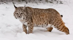 beda-gaya-berburu-caracal-bobcat-dan-sang-puma
