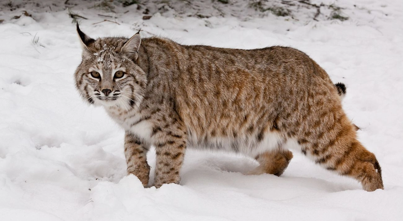 beda-gaya-berburu-caracal-bobcat-dan-sang-puma