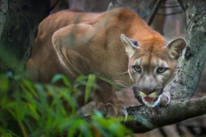 mengenal-status-cites-puma-aturan-ketat-cegah-kepunahan