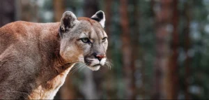 mengenal-status-cites-puma-aturan-ketat-cegah-kepunahan