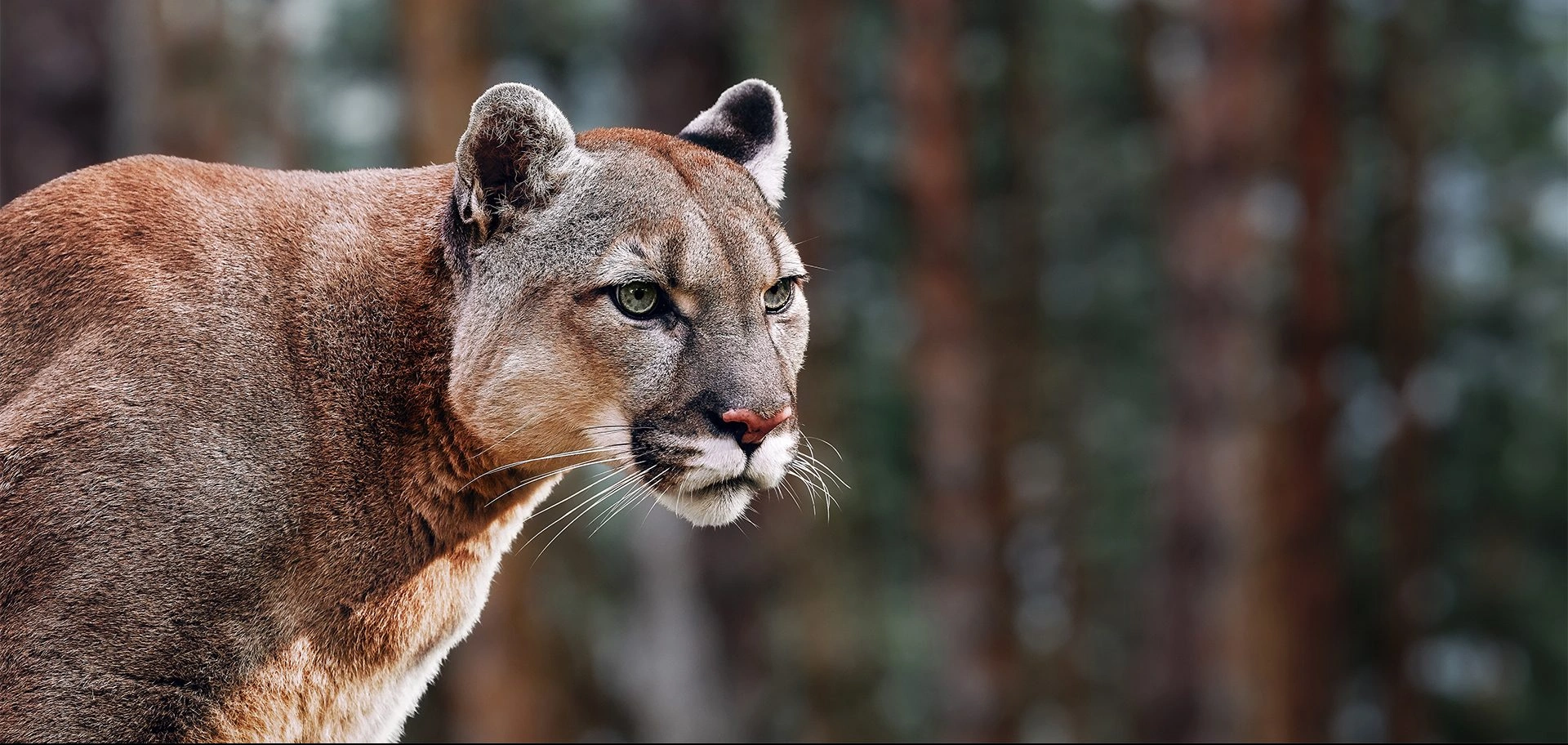 mengenal-status-cites-puma-aturan-ketat-cegah-kepunahan