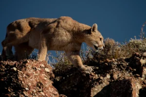 menjelajahi-habitat-puma-di-taman-nasional-cotopaxi-ekuador