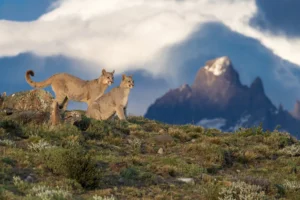 menjelajahi-habitat-puma-di-taman-nasional-cotopaxi-ekuador
