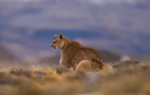 menjelajahi-habitat-puma-di-taman-nasional-cotopaxi-ekuador