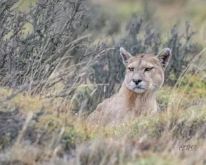 puma-patagonia-menerkam-kawanan-guanaco-secara-brutal