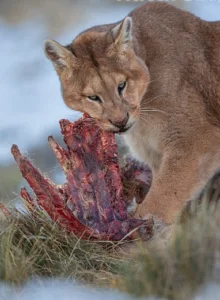 puma-patagonia-menerkam-kawanan-guanaco-secara-brutal
