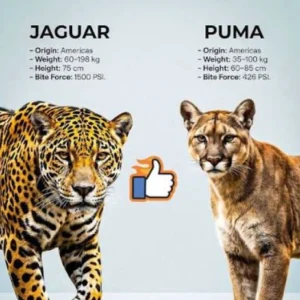 mountain-lion-puma-vs-panthera-onca-dua-raja-kucing-amerika