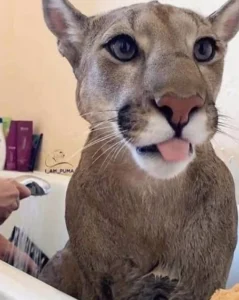 puma-dan-manusia-mengurangi-konflik